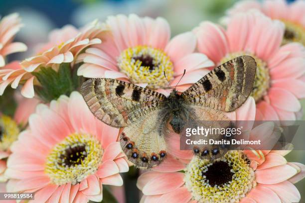 archon apollinus butterfly on pink gerber daisy (gerbera), sammamish, washington state, usa - sammamish stock pictures, royalty-free photos & images