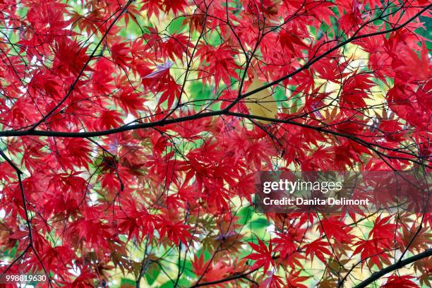 view from beneath red leaves of japanese maple (acer palmatum) in fall, sammamish, washington state, usa - sammamish stock pictures, royalty-free photos & images