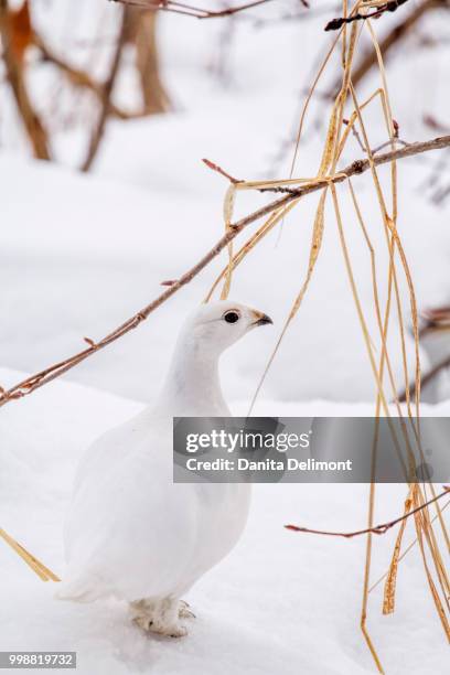 willow ptarmigan (lagopus lagopus) in winter plumage, alaska, usa - ptarmigan stock pictures, royalty-free photos & images