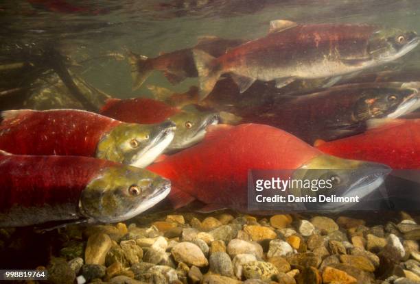 spawning sockeye salmon (oncorhynchus nerka), fraser river run, british columbia, canada - fraser ストックフォトと画像