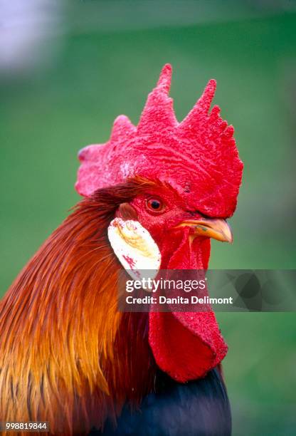 portrait of colorful rooster (gallus gallus) on farm - gallus gallus stock pictures, royalty-free photos & images