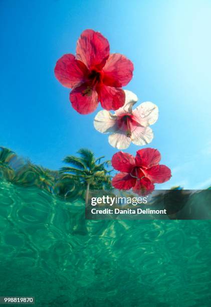 floating hibiscus flowers in tropical water - subtropical climate stock-fotos und bilder