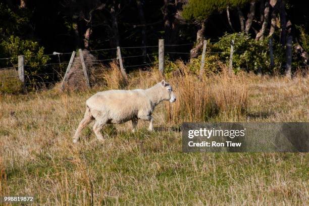 sheep walking on nature green meadow - sheep meadow bildbanksfoton och bilder