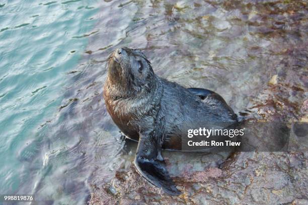 sea lion look up to the sky - antarctic fur seal stock pictures, royalty-free photos & images