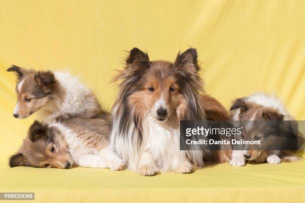 shetland sheepdog mother and puppies posing against yellow backdrop - animal family stock-fotos und bilder