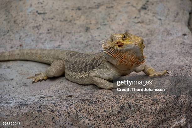 pogona vitticeps - agama family stock pictures, royalty-free photos & images