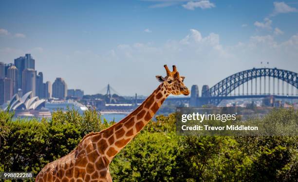 sydneysider - middleton stock pictures, royalty-free photos & images