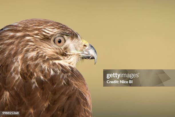 buse variable - buse variable stock-fotos und bilder