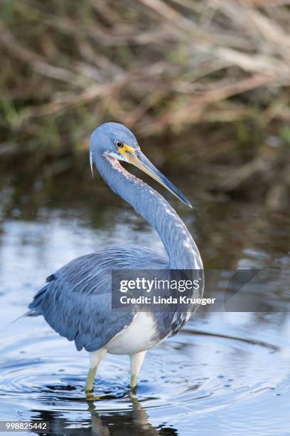 tricolored heron - tricolored heron stock pictures, royalty-free photos & images
