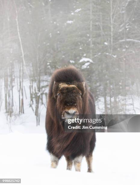 muskox closeup in winter - musk ox stock pictures, royalty-free photos & images