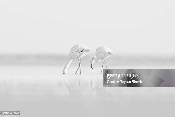 perfect couple - lesser flamingo stock pictures, royalty-free photos & images