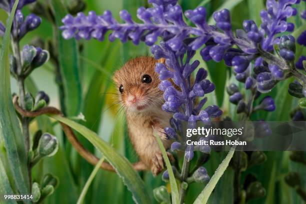 field mouse - field mouse stock pictures, royalty-free photos & images