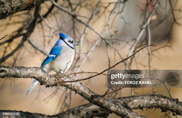 blue jay.. - feroz stockfoto's en -beelden