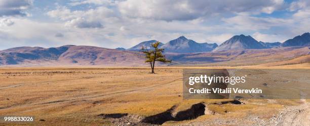 larch in the mongolian steppe. autumn landscape. panorama. - larch stock pictures, royalty-free photos & images