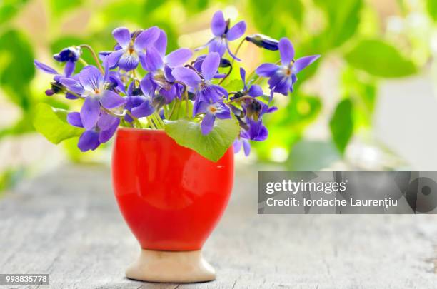 violets flowers (viola odorata) - viola odorata stock pictures, royalty-free photos & images