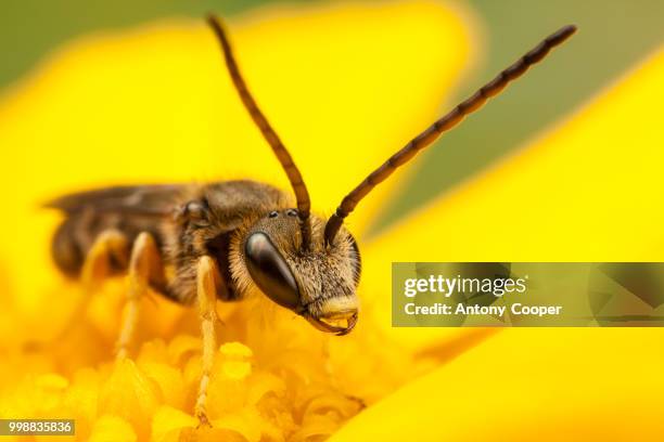 sweat bee - longicorne photos et images de collection