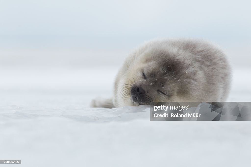 Ringed seal pup