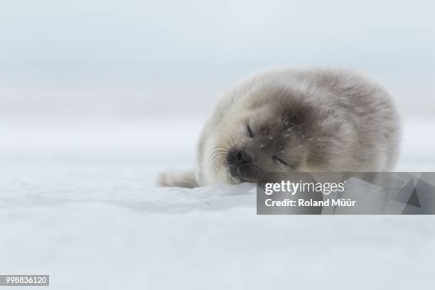 ringed seal pup - harp seal pup stock pictures, royalty-free photos & images
