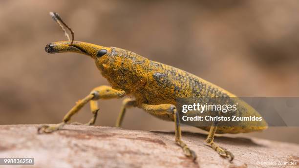 lixus angustatus (fabricius, 1775) - longicorne photos et images de collection