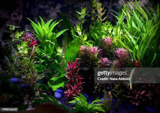 tetra tank - tetra images stock pictures, royalty-free photos & images