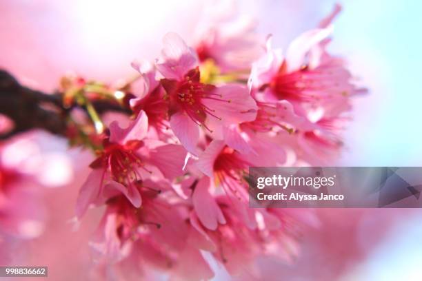 cherry blossoms close-up - cherry blossoms foto e immagini stock