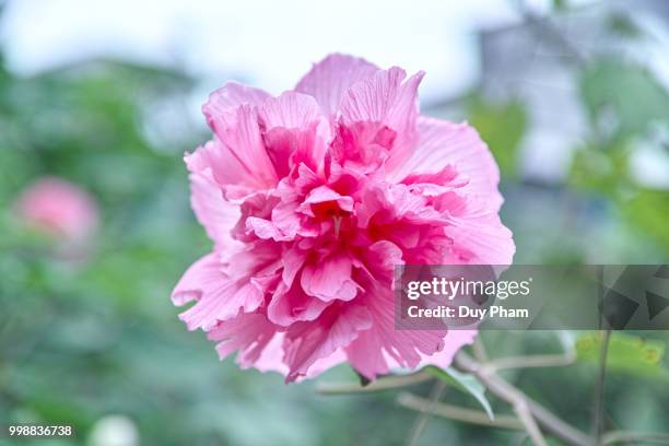hibiscus mutabilis - hibiscus mutabilis foto e immagini stock