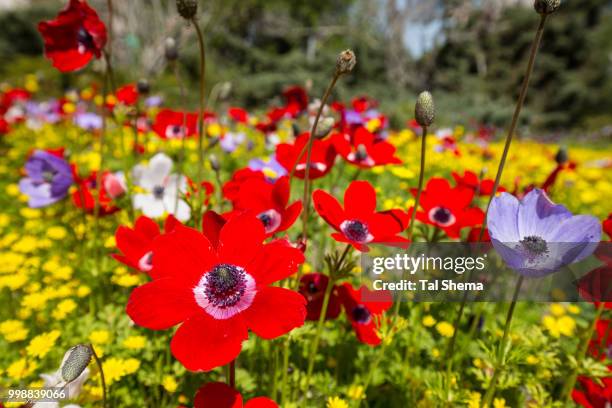 nature - tal stockfoto's en -beelden