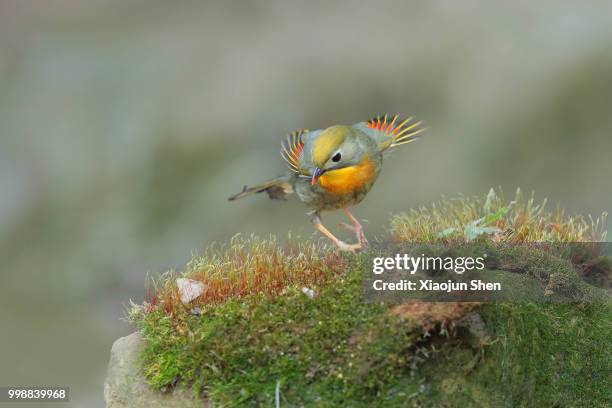 red-billed leiothrix - red billed leiothrix stock pictures, royalty-free photos & images