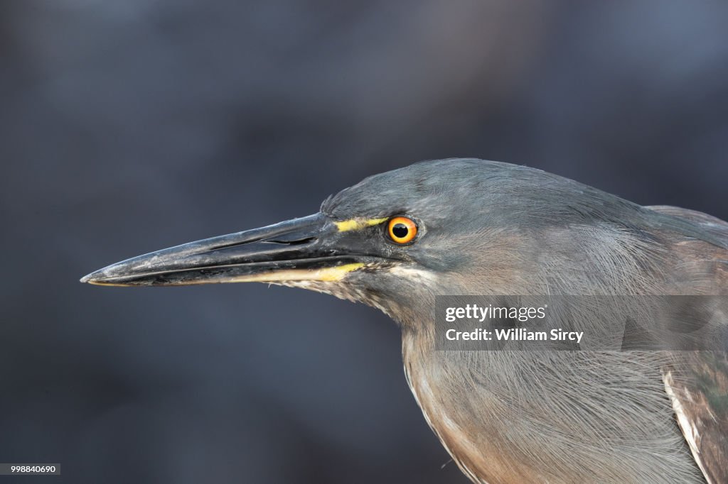Lava Heron