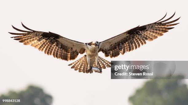 osprey with prey - rossi stock pictures, royalty-free photos & images