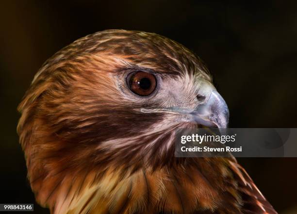 red-tailed hawk - rossi stock pictures, royalty-free photos & images