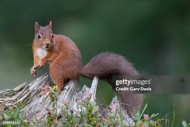 red squirrel - curious - buschig stock-fotos und bilder