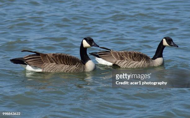 canada geese - magellangans stock-fotos und bilder