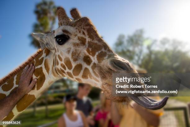 giraffe up close with 18 inch tongue - www photo com stock pictures, royalty-free photos & images