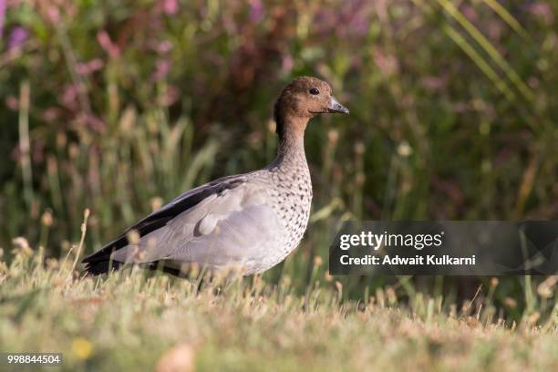 127 Australian Wood Duck Stock Photos, High-Res Pictures, and Images
