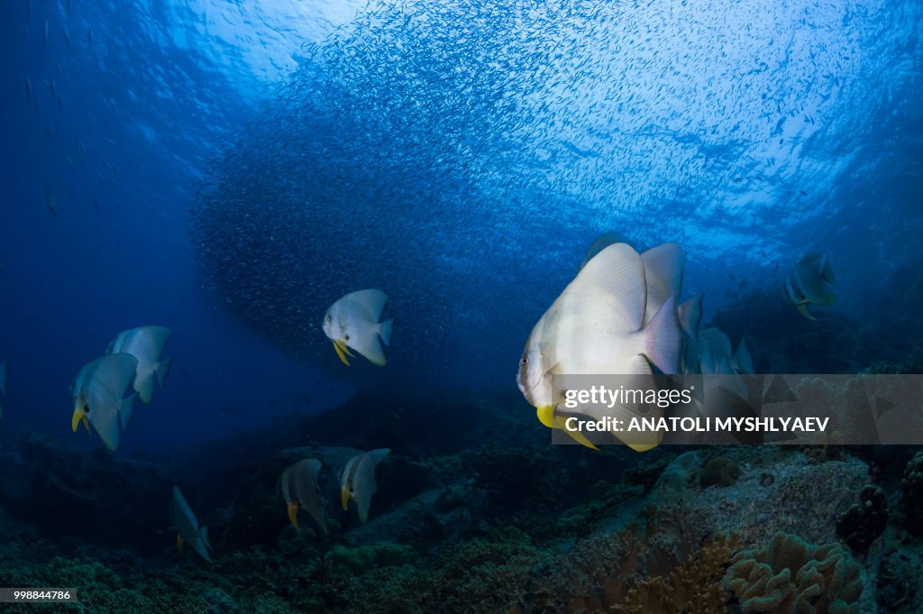 Schooling Batfish
