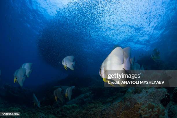 schooling batfish - ponto de vista de mergulhador - fotografias e filmes do acervo