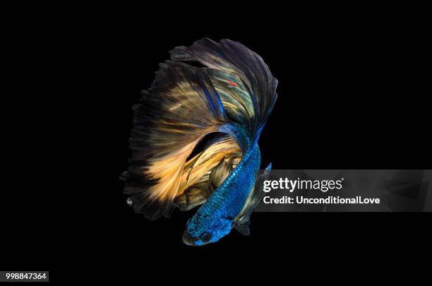 rhythmic of betta fish, siamese fighting fish,isolated on black - fighting fish stock pictures, royalty-free photos & images