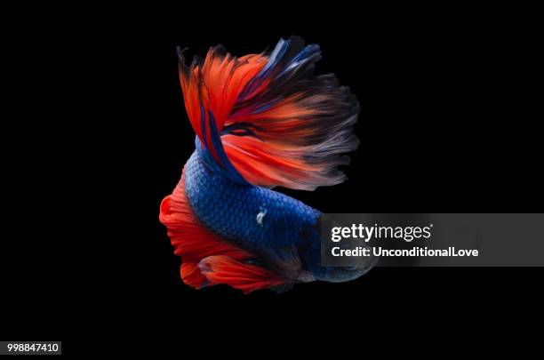 rhythmic of betta fish, siamese fighting fish,isolated on black - pampered pets stock pictures, royalty-free photos & images