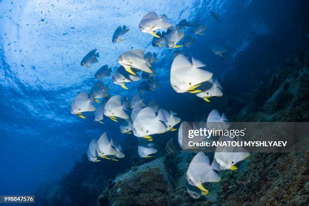 schooling batfish - ponto de vista de mergulhador - fotografias e filmes do acervo
