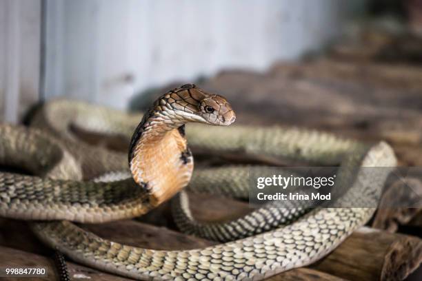 the king cobra - cobra stock pictures, royalty-free photos & images