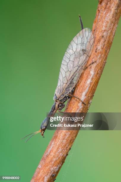 raphidioptera sp. - lacewing stock pictures, royalty-free photos & images