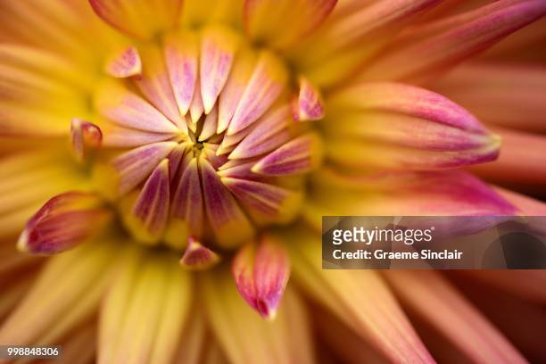 apricot dahlia - sinclair stock pictures, royalty-free photos & images