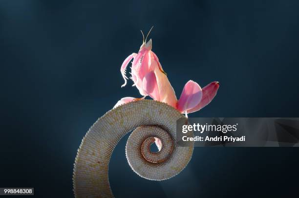 orchid mantis, mantis, chameleon, tail chameleon, - broto de samambaia imagens e fotografias de stock