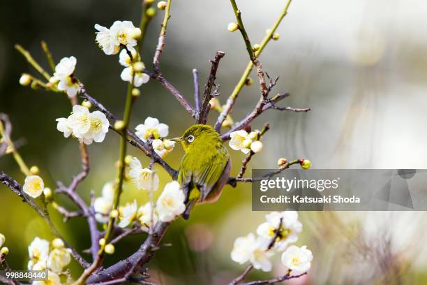 ume and mejiro - wild cherry tree stock-fotos und bilder