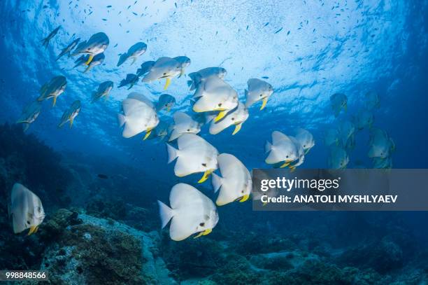 schooling batfish - scuba diver point of view stock pictures, royalty-free photos & images