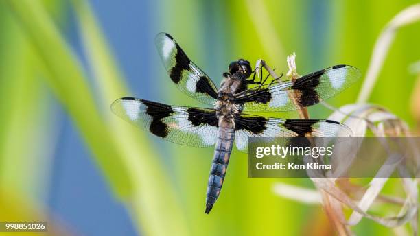 eight-spotted dragonfly - libellulidae stock pictures, royalty-free photos & images