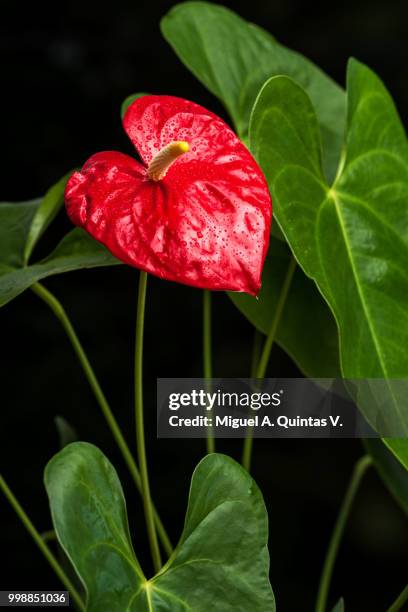 anthurium - flamingo lily stock pictures, royalty-free photos & images