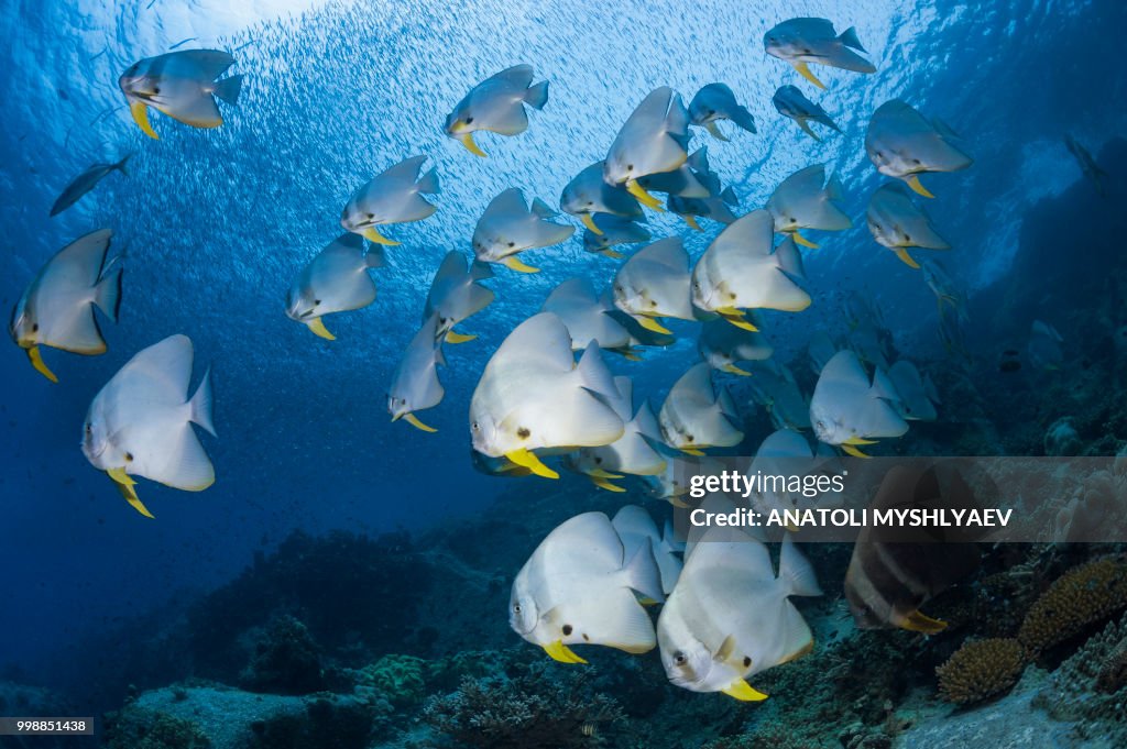 Schooling Batfish
