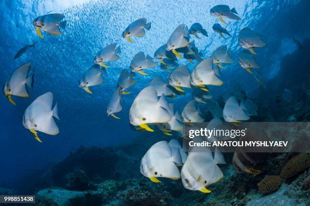 schooling batfish - scuba diver point of view stock pictures, royalty-free photos & images